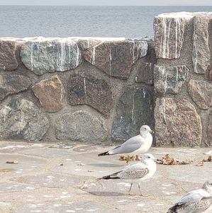 Meet your Posher, Susie